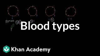 Blood types  Human anatomy and physiology  Health amp Medicine  Khan Academy [upl. by Jerrol542]