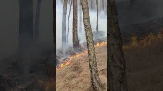 Forest Fire  Uttarakhand [upl. by Bayer]