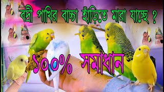 ৮১০টি বাচ্চা বাঁচানোর সহজ কৌশল।পাখির বাচ্চা মারা যায় কেনহাড়িতে পাখির বাচ্চা কি কারণে মারা যায়। [upl. by Enneicul]