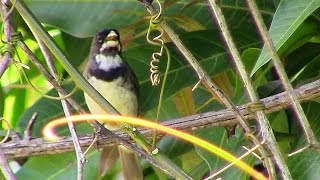 Novidade no Canal  Coleiro Cantando Na Natureza  HD ✔ [upl. by Anilys120]