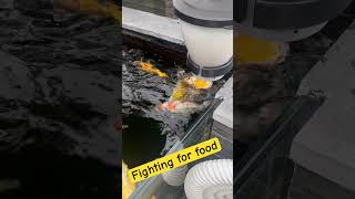 Koi feeding frenzy koi ponds jaws [upl. by Awjan903]