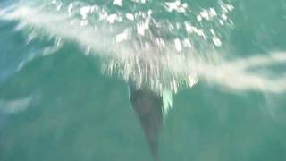 porpoises in the Puget Sound Washington state [upl. by Bergmann]