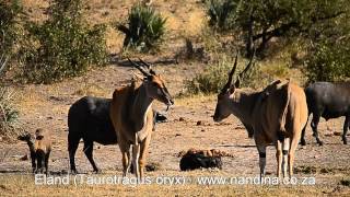 Eland at Klopperfontein waterhole Kruger Park [upl. by Oliviero]