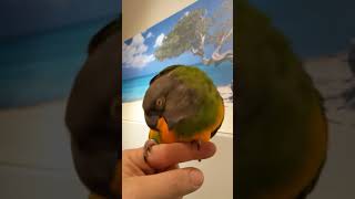 My Senegal parrot says quothelloquot twice [upl. by Ahsila]