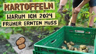 Warum du Kartoffeln 2024 früher ernten solltest wenn du diese Probleme hast  Knollenfäule im Boden [upl. by Ha]