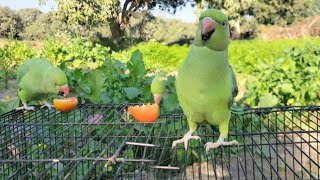 parrot eating tomatoMuhammadArslanMeer [upl. by Zohar]