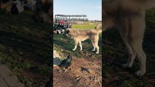 Livestock guardian dog Judge encounters the most powerful animal on the farm La Jefa La Reina👸🏻 [upl. by Amilb]