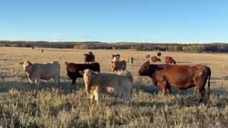 Cunningham Cattle Co  850 January Weaned Steers  215 Head Sundre AB [upl. by Aerdnaz]