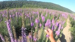 Dense Blazingstar  Liatris spicata at Ion Exchange [upl. by Anawit]