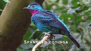 Birds of the World  12  Spangled Cotinga  Cotinga cayana [upl. by Sanfred]