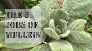 COMPLETE Guide to Mullein  Medicinal Use and Growing Guide  Herbal Spotlight [upl. by Clarice531]