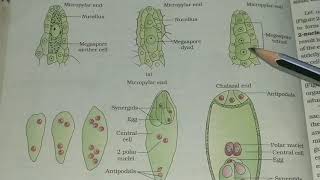 Megagametogenesis [upl. by Ociram]