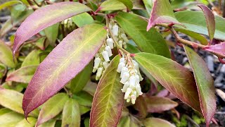 In Blooms Coast Leucothoe quotRejoycequot 4K  April 28 2024 [upl. by Vareck]