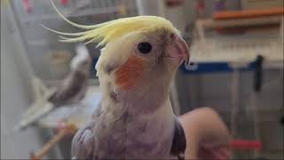 1 hour cockatiel singing lots of cockatiel noise cockatiel bird singing cockatiel singing training [upl. by Heiney304]