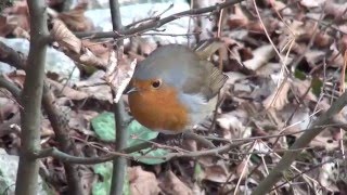 Taščica Erithacus rubecula [upl. by Eichman]