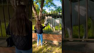 Wilanów 🐎 warszawa spacer horse goodvibes walking park shortvideo shortsviral shorts [upl. by Pat653]