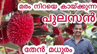 പുലാസാൻ ചെടി നിറഞ്ഞ് കായ്ക്കാൻ pulasan fruit pulasan pulasan fruit taste pulasan farmkerala kl0 [upl. by Enedan]