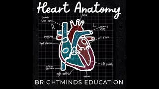 Heart Anatomy  The basics in 3 mins [upl. by Baylor987]