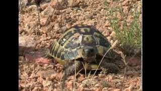 La tortue dHermann Testudo hermanni [upl. by Ecneret]