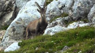 Escursione al Cimone di Montasio  Alpi Giulie [upl. by Nnylaehs]