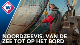 Noordzeevis van de zee tot op het bord [upl. by Auria]