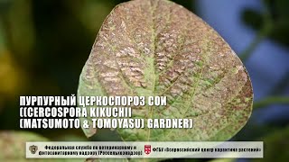 Пурпурный церкоспороз сои Cercospora kikuchii Matsumoto amp Tomoyasu Gardner [upl. by Iran]