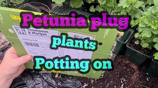 2021 Petunia plug plant potting on [upl. by Ciaphus]