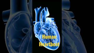 diastolic and systolic animation with real heartbeat sounds body anatomy heslth shorts [upl. by Atsirc]