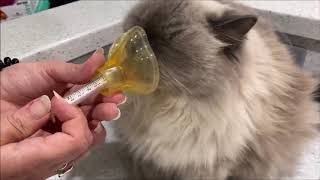 How To Train Your Cat To Accept An Asthma Inhaler [upl. by Lemmueu]