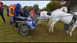 Amazing Day at Ballinasloe Horse Fair [upl. by Tabbi]