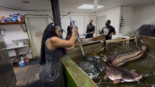 Catch Clean amp Cook At Williybys Catfish  New Orleans [upl. by Tteve]