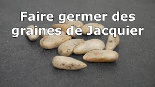 Comment faire germer un Jacquier [upl. by Tybi]