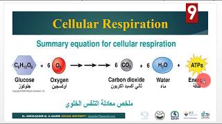 Lec9 Cellular Respiration ATP التنفس الخلوي [upl. by Mahsih]