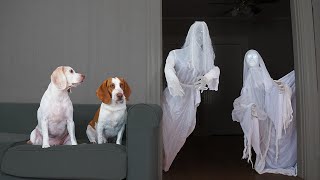 Dog vs Ghost Prank Funny Dogs Maymo amp Potpie Halloween Pranks [upl. by Lochner]