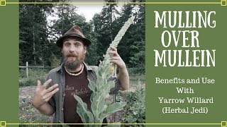 Mulling over Mullein  Benefits and Uses with Yarrow Willard Herbal Jedi [upl. by Lotsirhc]