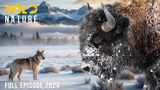 WILD YELLOWSTONE  Ruthless Predators and Majestic Wilderness  Nature animal documentary [upl. by Vergos532]