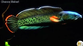 Ikan Gabus Hias Channa Barca amp Channa Bleheri [upl. by Aitnahc842]