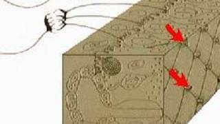 How the Body Works  The Olfactory Membrane [upl. by Billat]