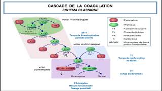 Hemato  02CAT devant un syndrome hémorragique  révision du chapitre de lhémostase DrAbbadi [upl. by Prussian106]