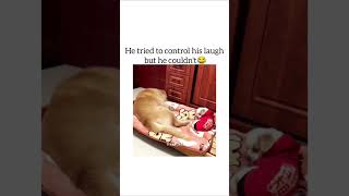 කීපාරක් බැලුවද කමෙන්ට් කරන් යන්😂 india usasrilanka comedy funnycatanimals shortsviralvideo [upl. by Persian]