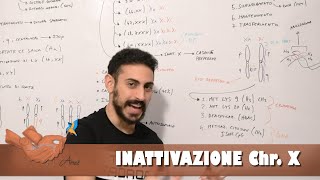 Inattivazione cromosoma X [upl. by Seldun]