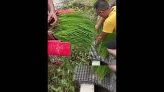 Amazing Rice planting techniqueshorts china agriculture [upl. by Nylhsa]