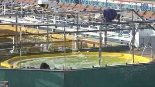 Interior del Costa Concordia HD [upl. by Fulton415]