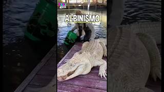 El Albinismo en Animales shorts animals albinism [upl. by Regni]