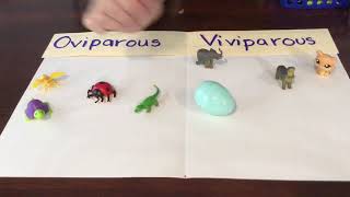 Oviparous or Viviparous animal game [upl. by Zeph]