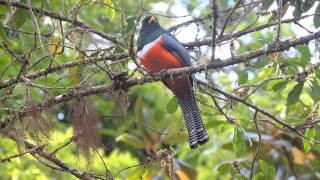 Collared Trogon Trogon collaris [upl. by Ledda423]