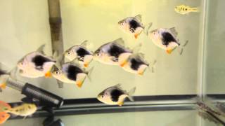 Myleus sp Blackberry  Super Red Severums  Cichla Kelberi  Tigrinus Catfish 05282013 [upl. by Lahpos]