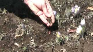 How to Grow Pasque Flower Anemone patens wolfgangiana From Seed [upl. by Clerc]