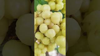 Fruit show star gooseberry shortvideo PouTeary [upl. by Neff]