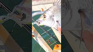 Squidtrex to Bream to Burger catch and cook [upl. by Akirehs]